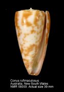 Conus rufimaculosus